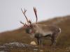 Rentier (Rangifer tarandus)