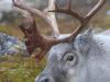 Rentier (Rangifer tarandus)