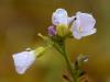 Polarschaumkraut (Cardamine nymanii)