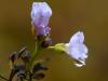 Polarschaumkraut (Cardamine nymanii)