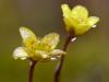Fadensteinbrech (Saxifraga platysepala)