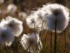 Wollgras (Eriophorum)