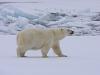 Eisbär (Ursus maritimus)