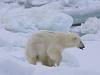 Eisbär (Ursus maritimus)