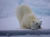 Eisbär (Ursus maritimus)