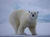 Eisbär (Ursus maritimus)