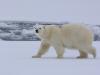 Eisbär (Ursus maritimus)