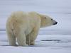 Eisbär (Ursus maritimus)