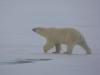 Eisbär (Ursus maritimus)