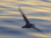 Eissturmvogel (Fulmarus glacialis)