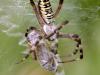 Wespenspinne (Argiope bruennichi)