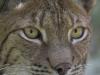 Europäische Luchs (Lynx lynx)