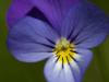 Wildes Stiefmütterchen (Viola tricolor)