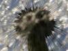 Gewöhnlicher Löwenzahn (Taraxacum sect. Ruderalia)