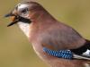 Eichelhäher (Garrulus glandarius)