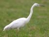 Silberreiher (Casmerodius albus)