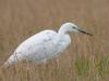 Silberreiher (Casmerodius albus)