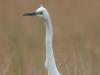 Silberreiher (Casmerodius albus)