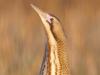 Rohrdommel (Botaurus stellaris)