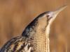 Rohrdommel (Botaurus stellaris)