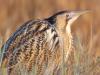Rohrdommel (Botaurus stellaris)
