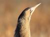 Rohrdommel (Botaurus stellaris)