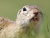 Europäisches Ziesel (Spermophilus citellus)