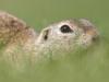 Europäisches Ziesel (Spermophilus citellus)