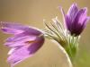 Innsbrucker Küchenschelle (Pulsatilla oenipontana)