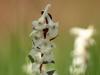 Hohler Lerchensporn (Corydalis cava)