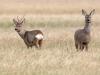 Europäisches Reh (Capreolus capreolus)