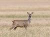 Europäisches Reh (Capreolus capreolus)