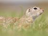 Europäisches Ziesel (Spermophilus citellus)