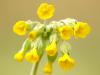 Echte Schlüsselblume (Primula veris)