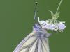 Rapsweißling (Pieris napi)