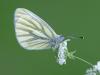 Rapsweißling (Pieris napi)