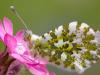 Aurorafalter (Anthocharis cardamines)