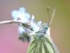 Rapsweißling (Pieris napi)