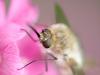 Wollschweber (Bombyliidae)