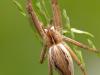 Listspinne (Pisaura mirabilis)