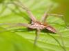 Listspinne (Pisaura mirabilis)