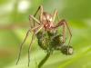 Listspinne (Pisaura mirabilis)