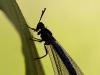 Gewöhnliche Ameisenjungfer (Myrmeleon formicarius)