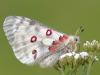 Roter Apollofalter (Parnassius apollo)