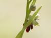 Fliegen-Ragwurz (Ophrys insectifera)