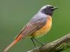 Gartenrotschwanz (Phoenicurus phoenicurus)