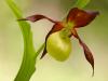Gelber Frauenschuh (Cypripedium calceolus)