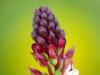 Brandknabenkraut (Orchis ustulata)
