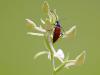 Weiße Waldhyazinthe (Platanthera bifolia)
