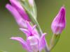 Rotes Waldvöglein (Cephalanthera rubra)